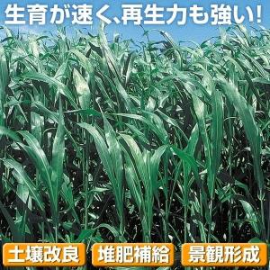 種 野菜たね 緑肥・雑草抑制作物 ソルゴー(緑肥用) 1袋(1kg)｜kokkaen