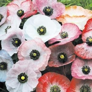 国華園 種 花たね ポピー 虞美人草パール混合 1袋(60mg) / 花の種 通販 花種 はなたね 虞美人草 グビジンソウ 雛罌粟 ヒナゲシ