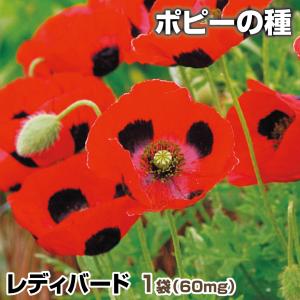 花苗 オリエンタルポピー ボレロ 2株 / 花の苗 切り花向き オニゲシ 鬼