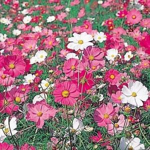 国華園 種 花たね コスモス 矮性コスモス混合 1袋(500mg) / 花の種 通販 花種 はなたね 秋桜 秋の風物詩 景観形成 大量種 大容量 緑化
