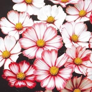 コスモス 種 ピコティの商品一覧 通販 Yahoo ショッピング