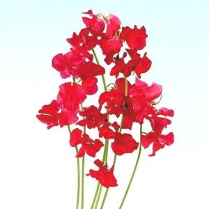 国華園 種 花たね スイートピー レッド 1袋(800mg) / 花の種 通販 花種 はなたね つる性 緑のカーテン グリーンカーテン
