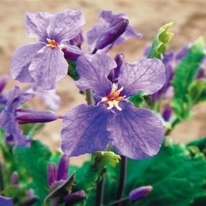 国華園 種 花たね 紫花菜 1袋(100粒) / 花の種 通販 花種 はなたね ムラサキハナナ オオアラセイトウ