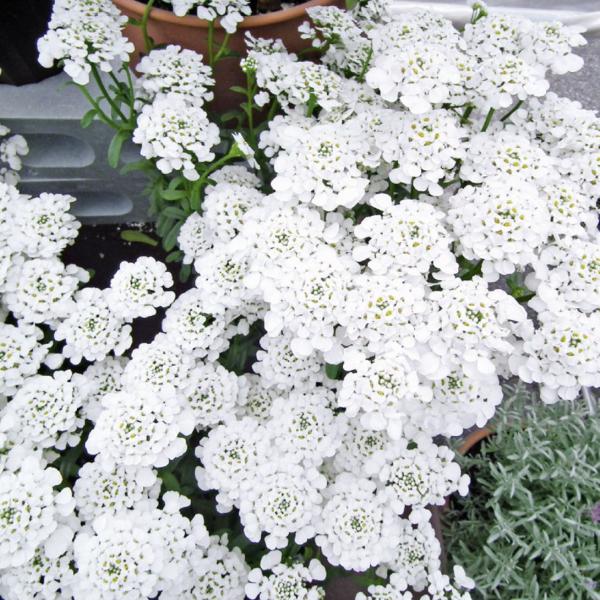国華園 種 花たね 多年草 宿根イベリス 1袋(100mg) / 花の種 通販 花種 はなたね キャ...