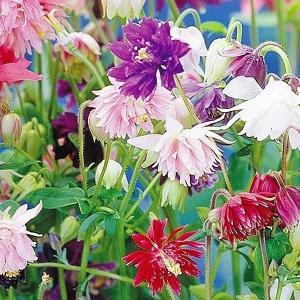 国華園 種 花たね 西洋おだまき 八重咲混合 1袋(100mg) / 花の種 通販 花種 はなたね 西洋苧環 セイヨウオダマキ アクイレギア