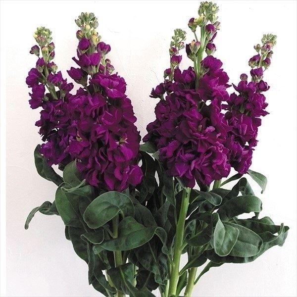 国華園 種 花たね 1本立ちストック ステッキパープル 1袋(50粒) / 花の種 通販 花種 はな...