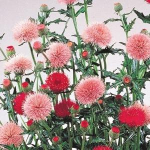 種 花たね ドイツアザミ ピンク＆ローズ ビューティミックス 1袋(20粒)