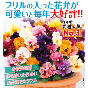 国華園 種 花たね パンジー F1バレリーナミ...の詳細画像1