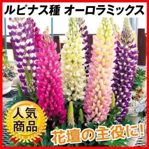 あおトルコキキョウ　トルコギキョウ苗 ケース花苗 トルコキキョウ 紫系ミックス (無選別) 24株（1