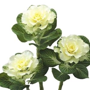 種 花たね 葉牡丹 F1フレアホワイト 1袋(15粒)｜kokkaen