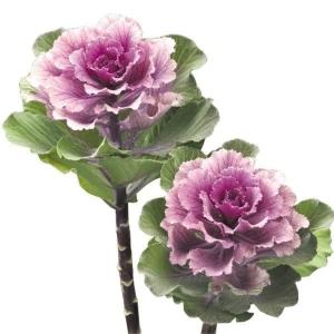 国華園 種 花たね 葉牡丹 F1フレアローズ 1袋(15粒) / 花の種 通販 花種 はなたね ハボタン お正月飾り
