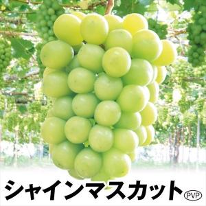 ブドウ シャインマスカットPVP 接木苗 3株 果樹苗 国華園 : 花と緑 国