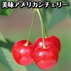 プラム 『 バイオチェリー 』 （ サクランボ×スモモ交配種 ） 13.5cm