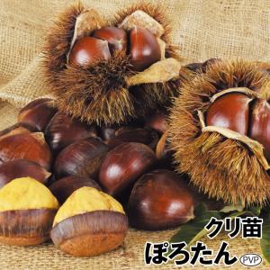 栗苗木　ぽろたん　1.5メートル　6年生 栗苗木 ぽろたん 1.5メートル 6年生 栗苗木 ぽろたん 1.5メートル 6