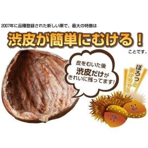 国華園 果樹苗 クリ ぽろたんPVP 1株の詳細画像2