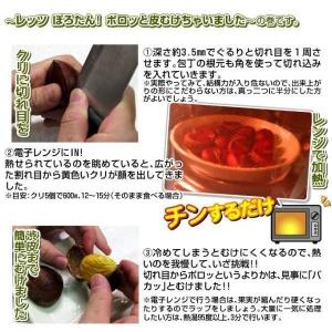国華園 果樹苗 クリ ぽろたんPVP 1株の詳細画像3