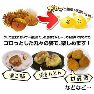 国華園 果樹苗 クリ ぽろたんPVP 1株の詳細画像4