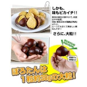 国華園 果樹苗 クリ ぽろたんPVP 1株の詳細画像5