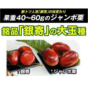 国華園 果樹苗 クリ ジャンボ栗 3株の詳細画像1