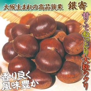 国華園 果樹苗 クリ ジャンボ栗 3株の詳細画像2