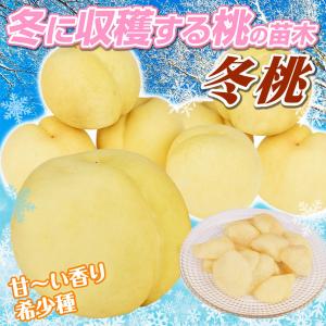 国華園 果樹苗 モモ 冬桃 1株の詳細画像1