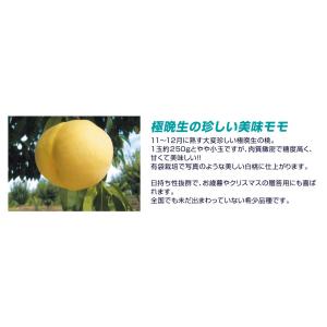 国華園 果樹苗 モモ 冬桃 1株の詳細画像2