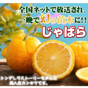 国華園 カンキツ苗 じゃばら 1株 接木1年生...の詳細画像1