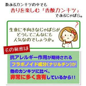 国華園 カンキツ苗 じゃばら 1株 接木1年生...の詳細画像2