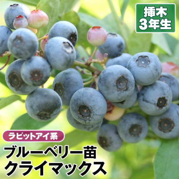 ラビットアイ系 ブルーベリー クライマックス 挿木3年生苗 1株 果樹苗 国華園
