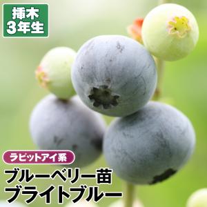 ブルーベリー苗 ブライトブルー 花 ガーデニング の商品一覧 通販 Yahoo ショッピング