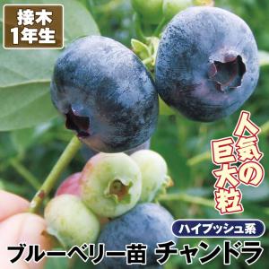 チャンドラー】 苗 ノーザンハイブッシュ系・ブルーベリー [果樹苗木