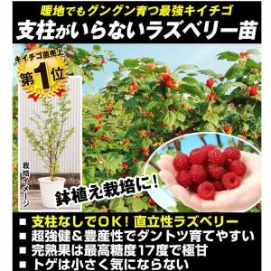 国華園 果樹苗 キイチゴ ウルトララズベリー超...の詳細画像1
