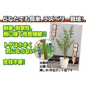 国華園 果樹苗 キイチゴ ウルトララズベリー超...の詳細画像4