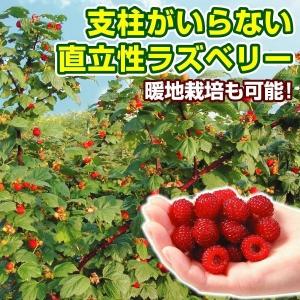 果樹苗 キイチゴ ウルトララズベリー超大王 (HARA-Rasp 品種登録出願中) 3株｜kokkaen