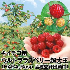 【限定1鉢】【25年苗】ラズベリー　苗　カスケードデライト　当たり個体 限定1鉢】【25年苗】ラズベリー 苗 カスケードデライト 当たり