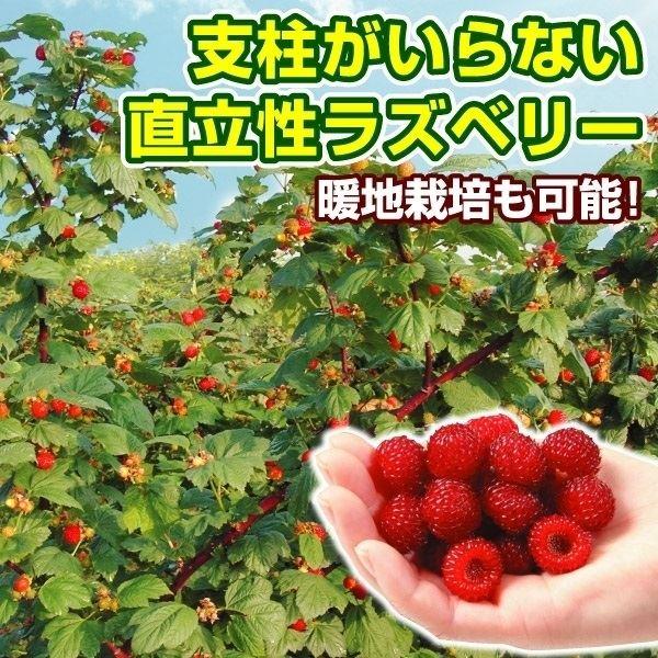 果樹苗 キイチゴ ウルトララズベリー超大王 (HARA-Rasp 品種登録出願中) 3株