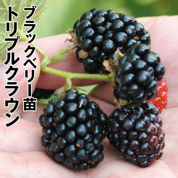 国華園 果樹苗 キイチゴ ブラックベリー トリプルクラウン 1株