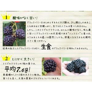 国華園 果樹苗 キイチゴ ブラックベリー トリ...の詳細画像2