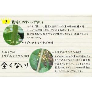 国華園 果樹苗 キイチゴ ブラックベリー トリ...の詳細画像3