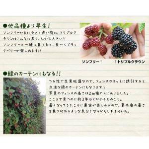 国華園 果樹苗 キイチゴ ブラックベリー トリ...の詳細画像5