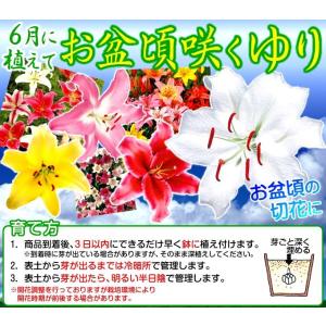 ユリ球根シベリアの商品一覧 通販 Yahoo ショッピング