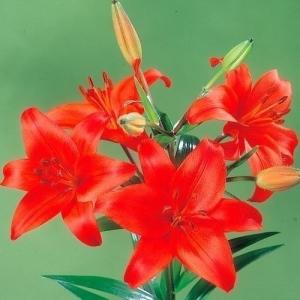 8月咲 ユリ 球根 すかしユリ 赤花 6球 百合