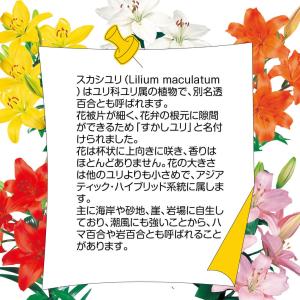 国華園 8月咲 ユリ 球根 すかしユリ 白花 ...の詳細画像3