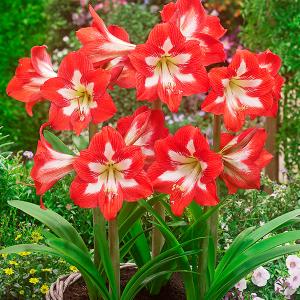 耐寒性ミニアマリリス 球根 アイキャッチャー 1球 アマリリスの球根 春植え球根