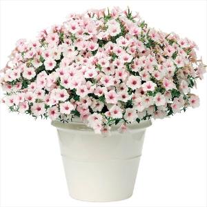 花苗 スーパーチュニアR ビスタシルバーベリーPVP 2株