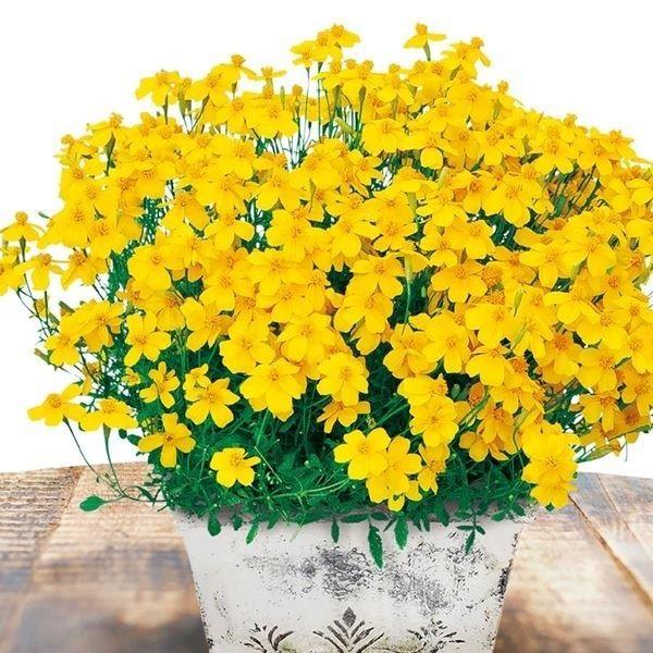 花苗 宿根マリーゴールド ゴールドメダルPVP 3株 / PW