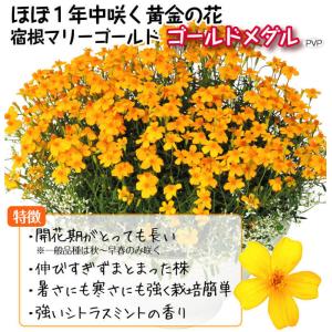 国華園 花苗 宿根マリーゴールド ゴールドメダ...の詳細画像2