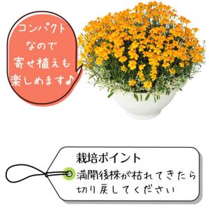 国華園 花苗 宿根マリーゴールド ゴールドメダ...の詳細画像4