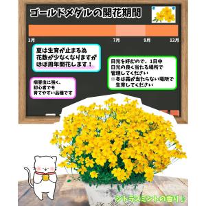 国華園 花苗 宿根マリーゴールド ゴールドメダ...の詳細画像5