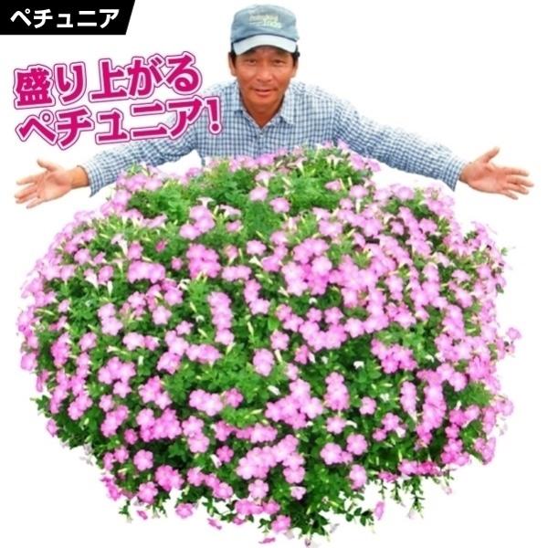 花盛りの庭